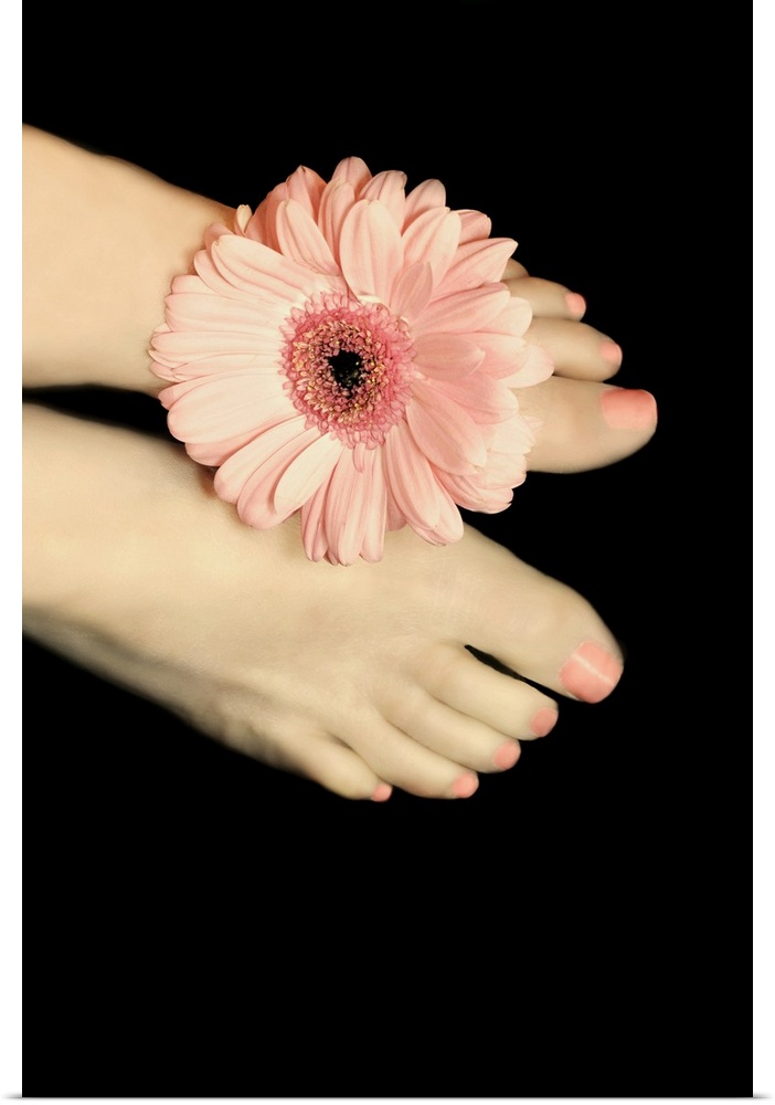 Female feet with pink gerbera daisy between her toe.
