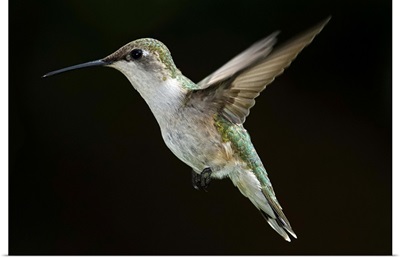Female Ruby Throated Hummingbird in flight with dark background.