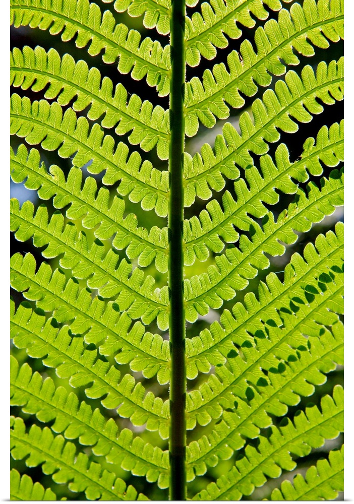 Fern leaf, close-up