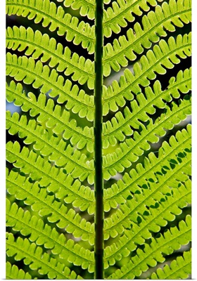 Fern leaf, close-up