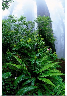 Ferns And Rhododendrons Among Redwoods