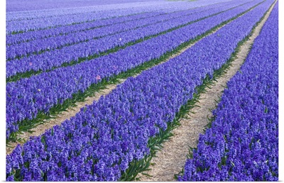 Field Of Blue Hyacinths In Bloom In The Netherlands