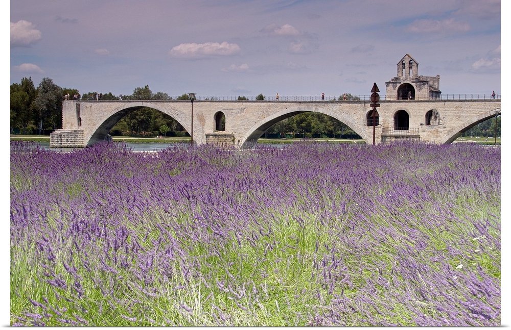 Field of lavenders, St. Benezet's Bridge, Rhone River, Avignon, Provence-Alpes-Cote d'Azur, France