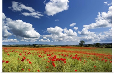Field of red poppies, Corbridge, Northumberland.