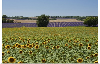 Field of sunflowers in Valensol.