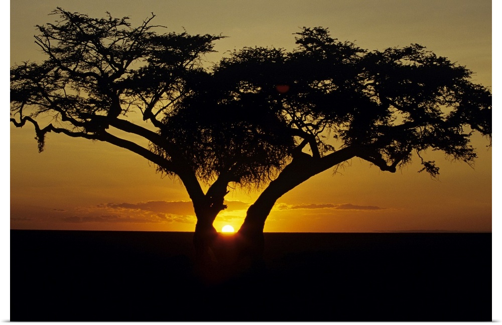 A landscapre photograph of a beautiful sunset taken on the horizon through a fig tree in Africa.
