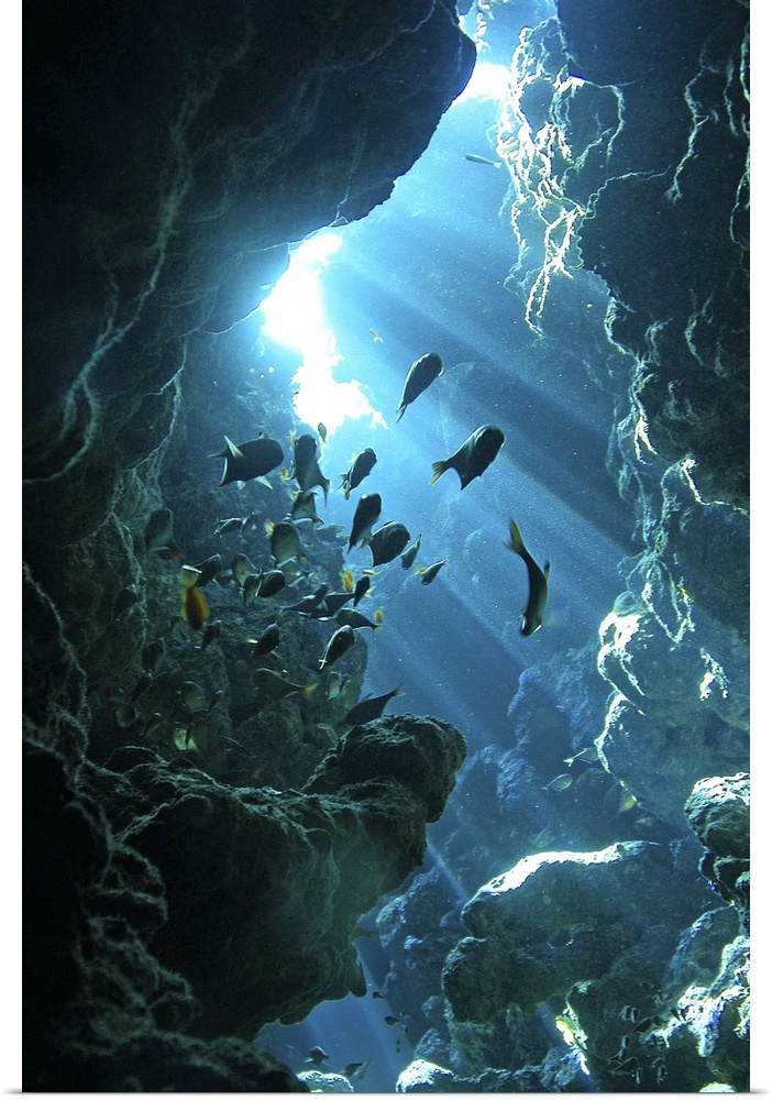 Fish shelter in a cave in an underwater cave near Dahab. Sun rays fill the clear water from the surface.