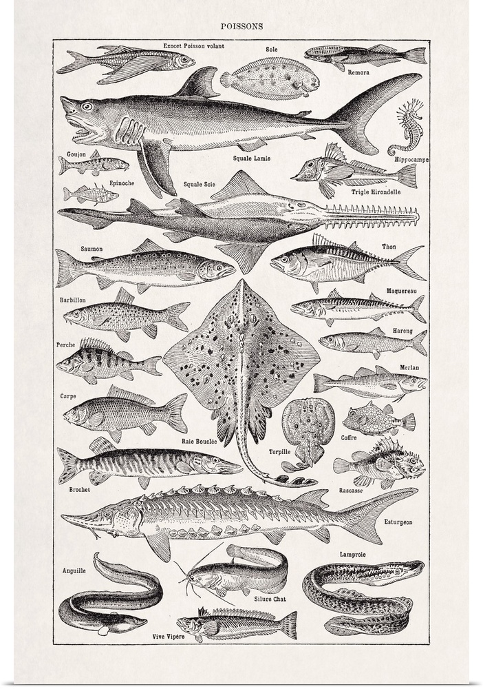 Old illustration about fish by Millot printed in the french dictionary "Dictionnaire Complet et Illustrate" by the editor ...