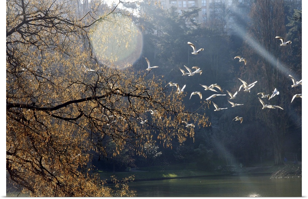 Flight of birds at winter.