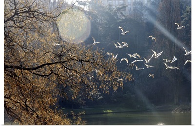 Flight of birds at winter.