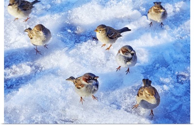 Flock of House Sparrows (Passer domesticus) on snowy ground