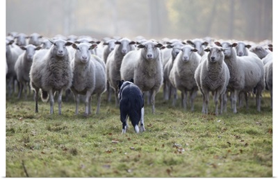 Flock of sheep facing a border collie