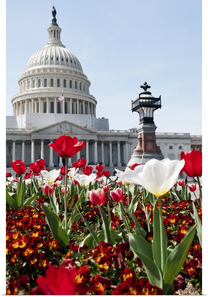 Spring time in Washington, DC. Flower bed with tulips in front of the US Capitol Building. Selective focus on the foreground.