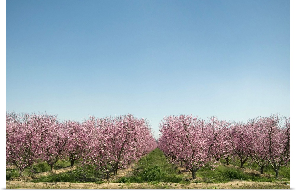 Flowering peach trees (Prunus persica) in orchard.