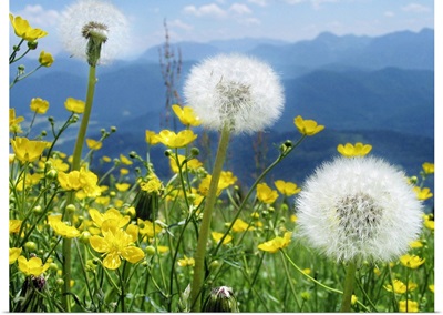 Flowers blossoming on a meadow with range blue Alpine mountains in back.