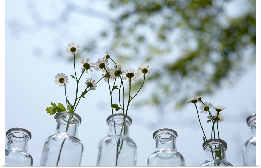 Low angle, horizontal photograph of a line of clear bottles, several with branches of small flowers in them, beneath a lig...