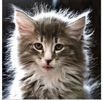 Fluffy kitten with tongue out