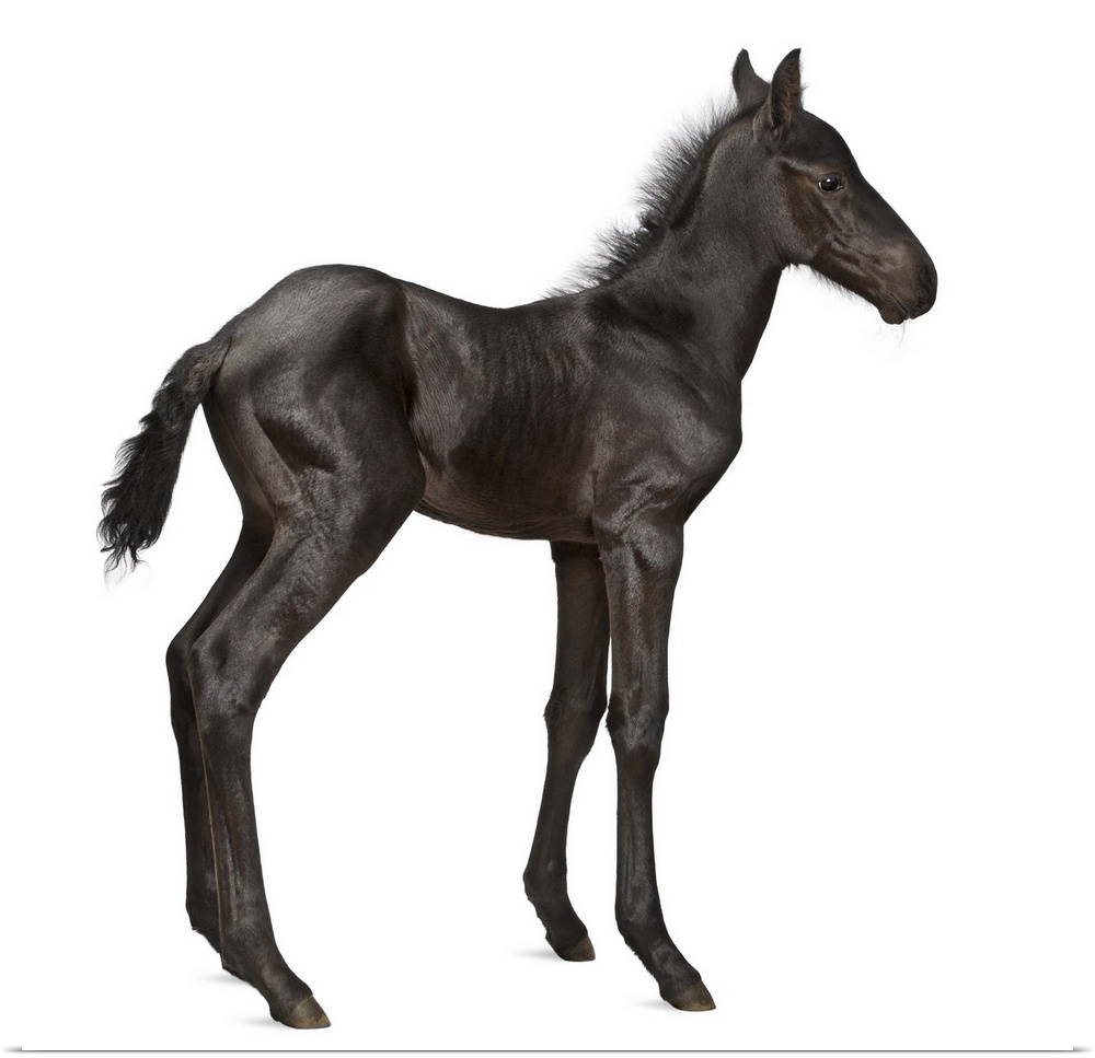 Foal (1 week old)
