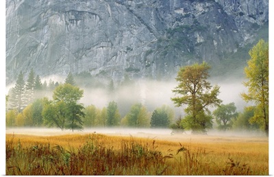 Fog in a forest, Yosemite National Park, Mariposa County, California, USA