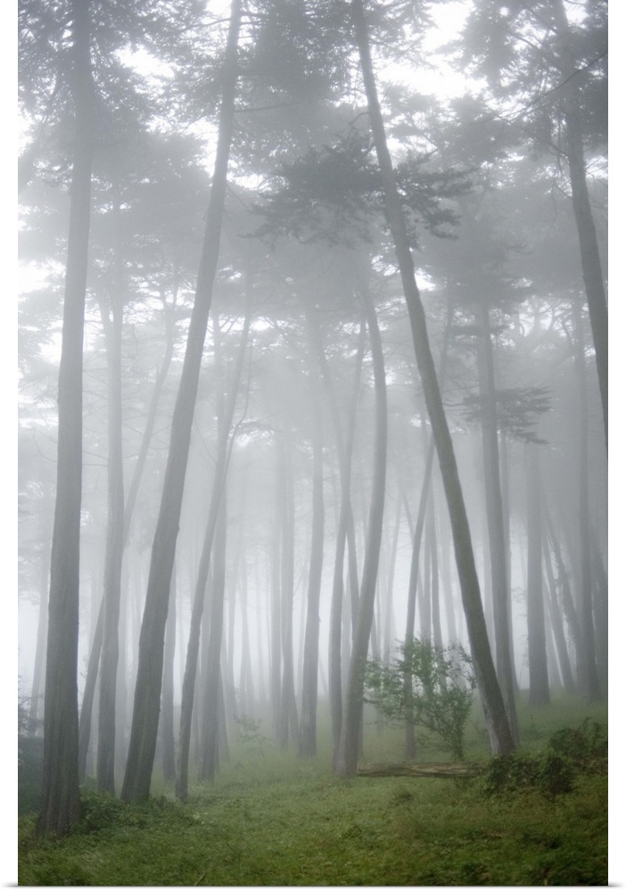 USA, California, San Francisco, The Presidio, Fog surrounding Cypress trees in forest