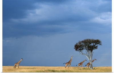 Four Masai giraffes walking on grassland, Masai Mara NR Kenya