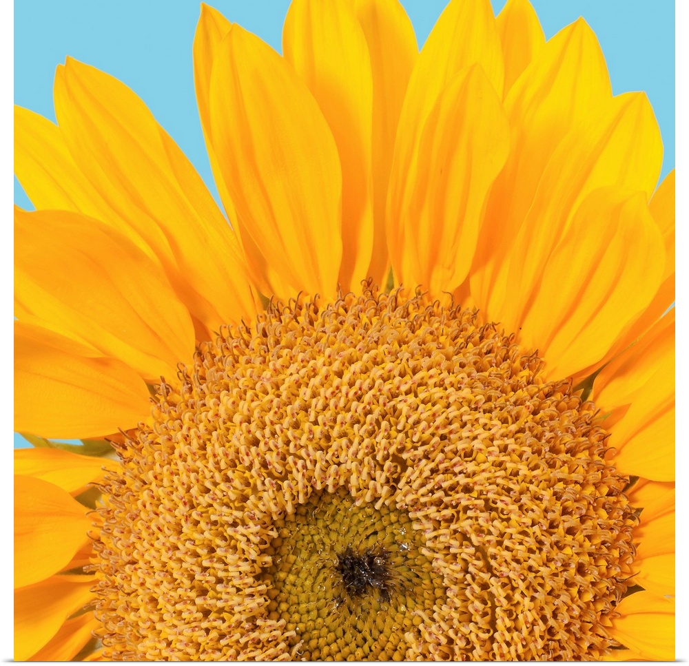 Fragment of a single sunflower head (Helianthus sp.) isolated on blue background. Studio shot.