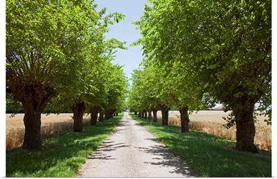 France, Drome, Montvendre, Single lane road lined with trees