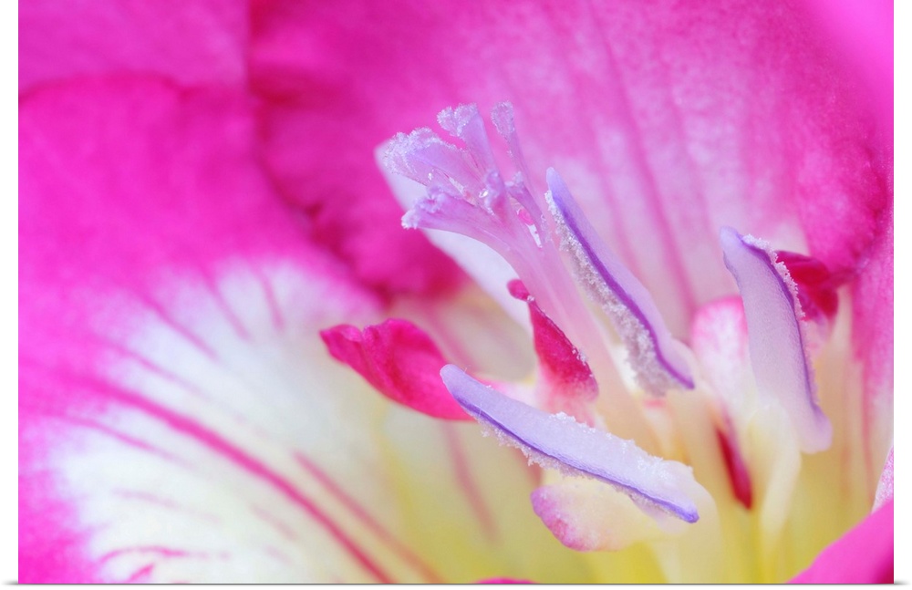 Freesia in macro