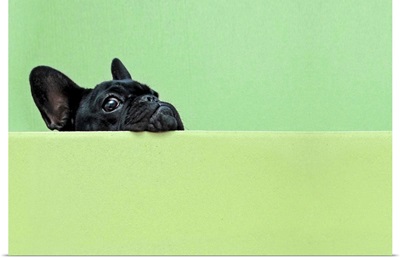 French bulldog puppy peeking over a wall