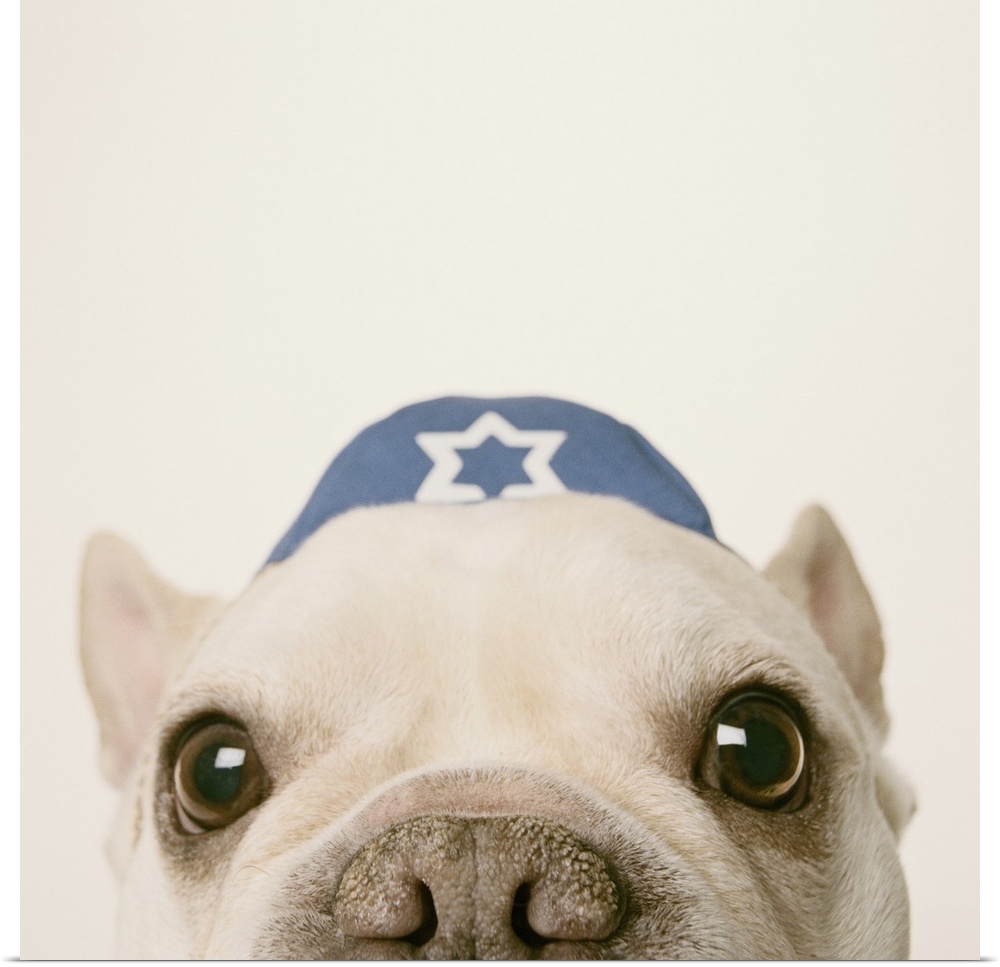 French Bulldog wearing yarmulke on white background, close-up