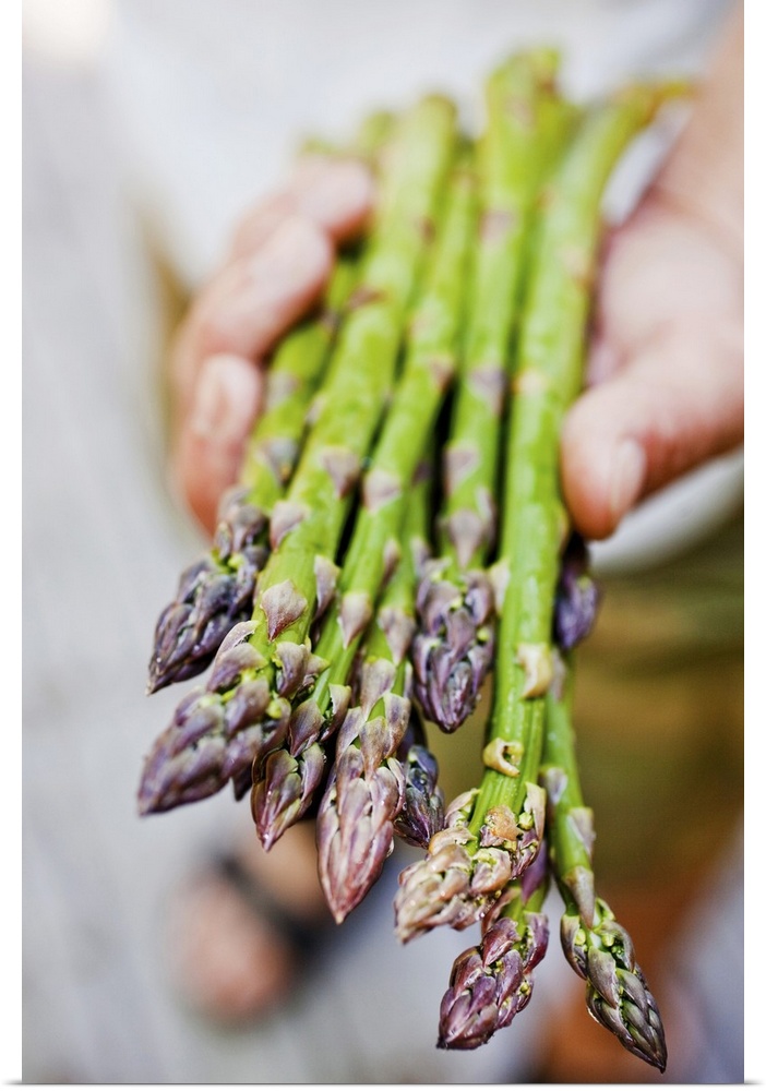 Human hand holding fresh asparagus spears, close-up