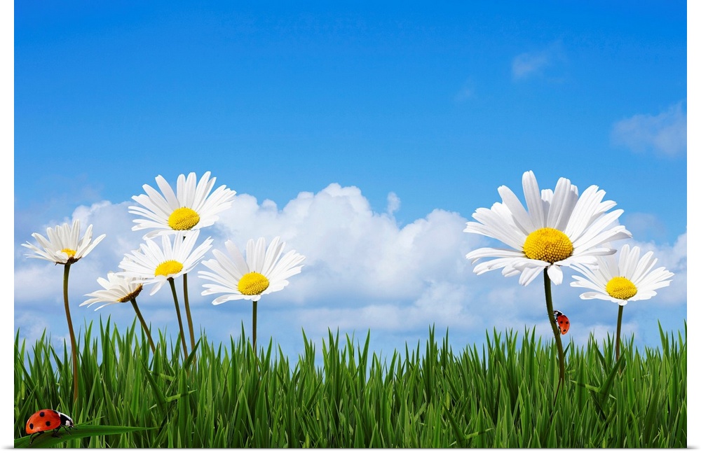 Large daisies are drawn towering over blades of grass with lady bugs crawling on the grass and stem of a daisy.