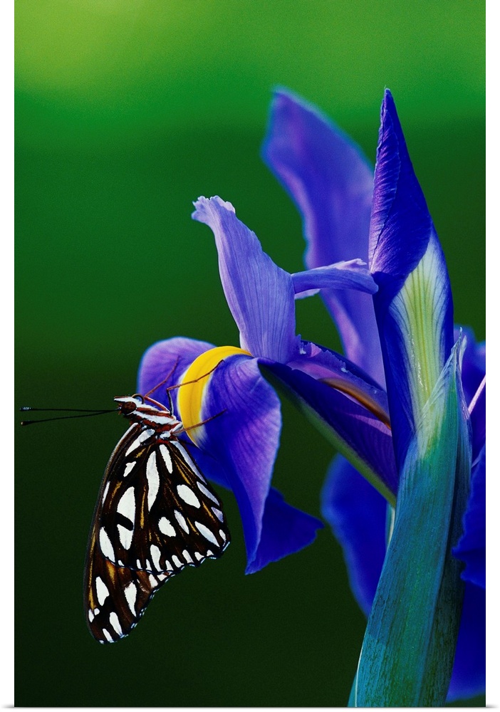 Fritillary Butterfly On A Dutch Iris