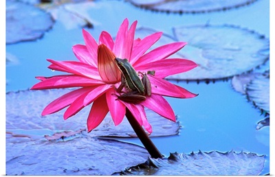 Frog On Water Lily In Pond