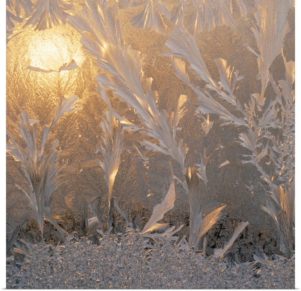 Square canvas photo of frost with a warm light shining through.