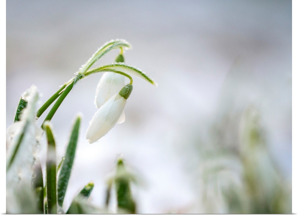 Snowdrops in winter with frost covered petals.