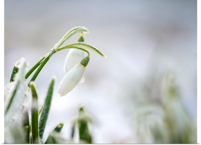 Frosted Snowdrop