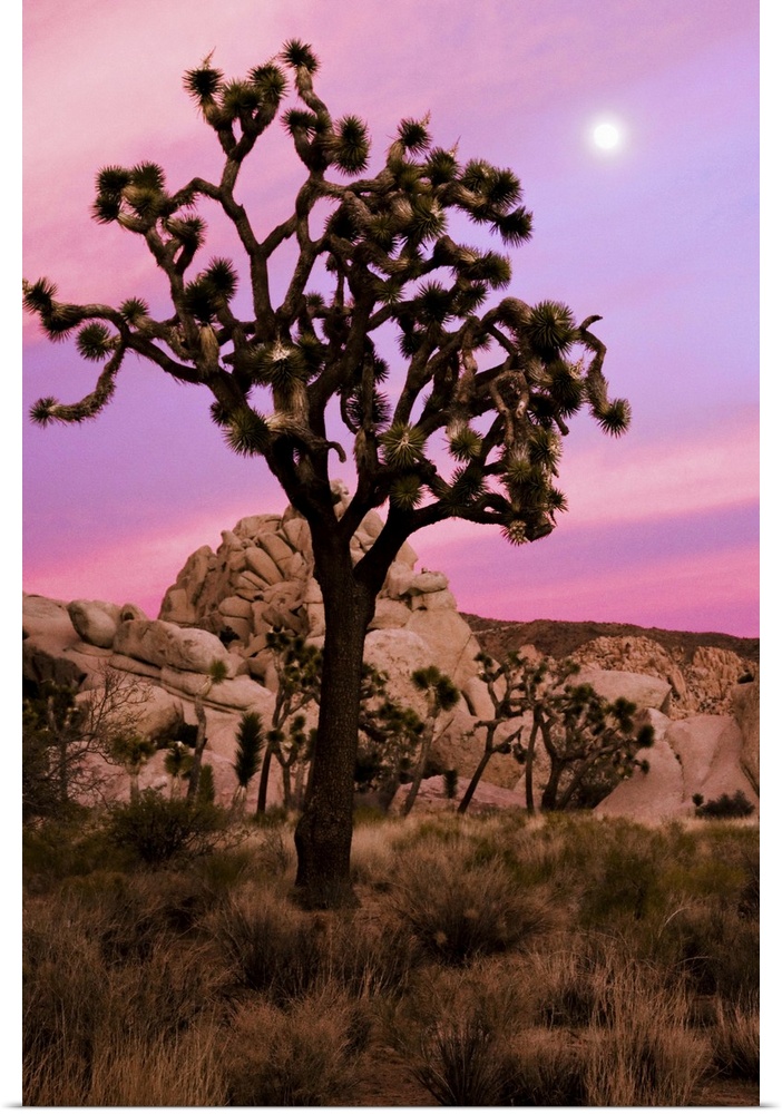 A full moon and a Joshua tree against a pink sky just after sunset. The Real Hidden Valley, Joshua Tree National Park, Cal...