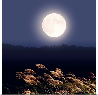 Full moon and Japanese silver grass, long exposure