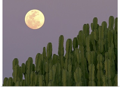 Full moon rising over cacti.