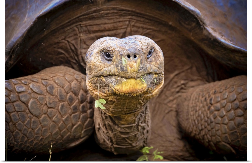 Close up of Galapagos giant tortoise in San Cristobal, Galapagos Island.