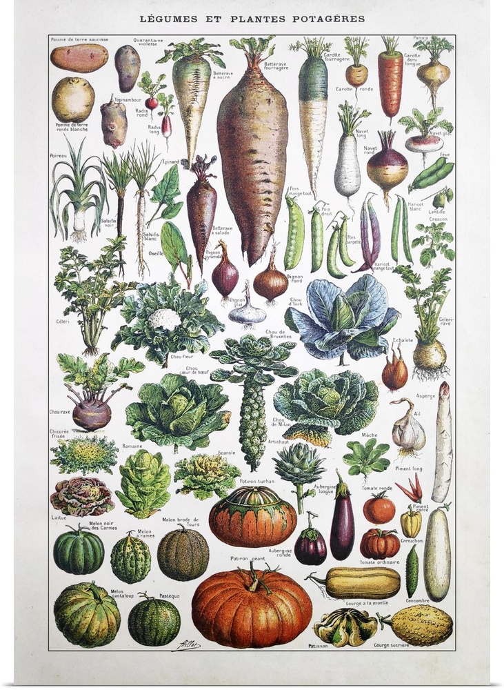 Old illustration about garden vegetables by Adolphe Philippe Millot printed in the french dictionary "Dictionnaire Complet...