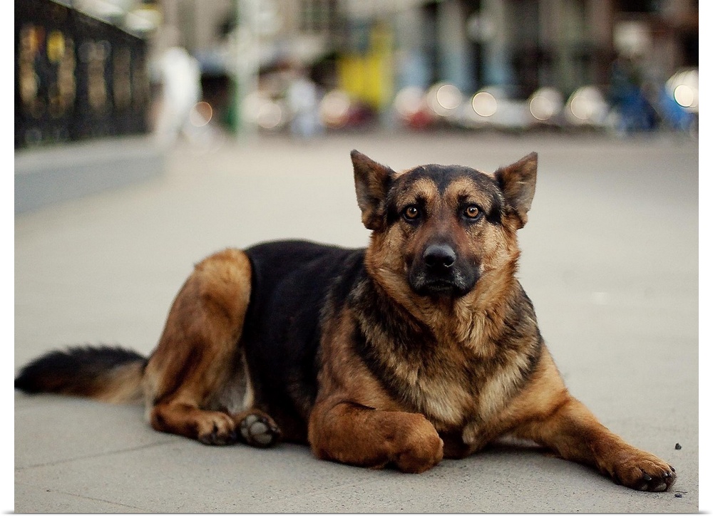 Un perro callejero mirando muy fijamente a la camara.