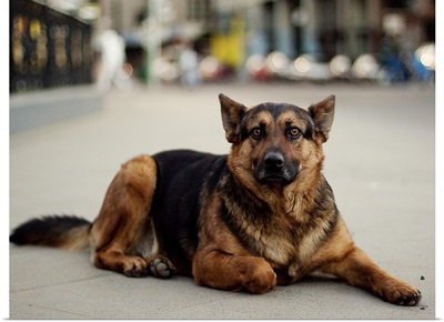 German Shepherd lying in the streets of Chile