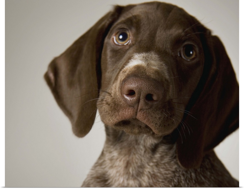German Short-Haired Pointer puppy, close-up