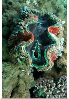 Giant clam underwater, Indian Ocean