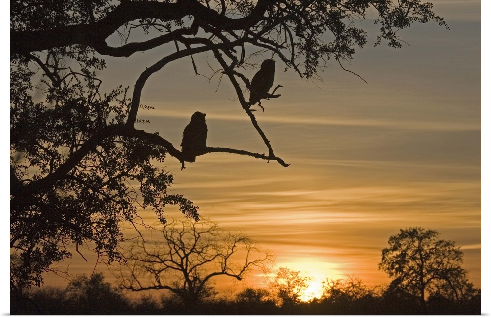 Giant Eagle Owls (Bubo lacteus) silhouetted at sunrise over the Shingwedzi River. Kruger National Park, Mpumalanga Provinc...
