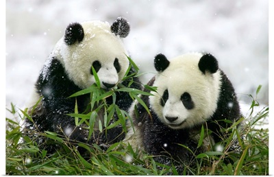 Giant Panda Cubs In Snowfall