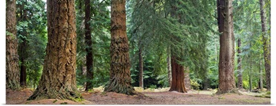 Giant Redwoods, California, USA