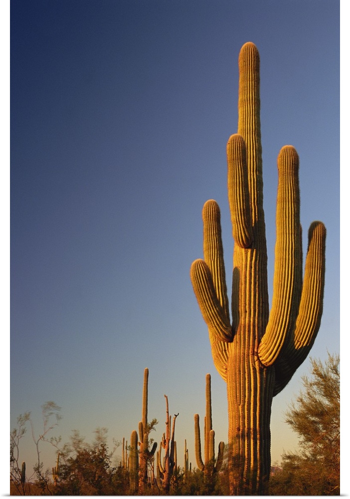Giant Seguaro Cactus, Organ Pipe Nat'l. Monument, AZ, USA
